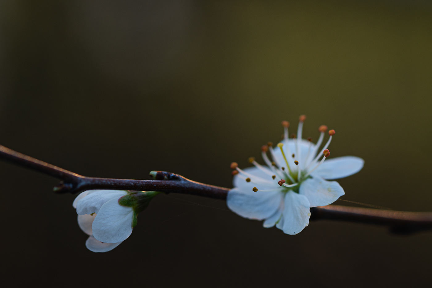 spring blossom soft