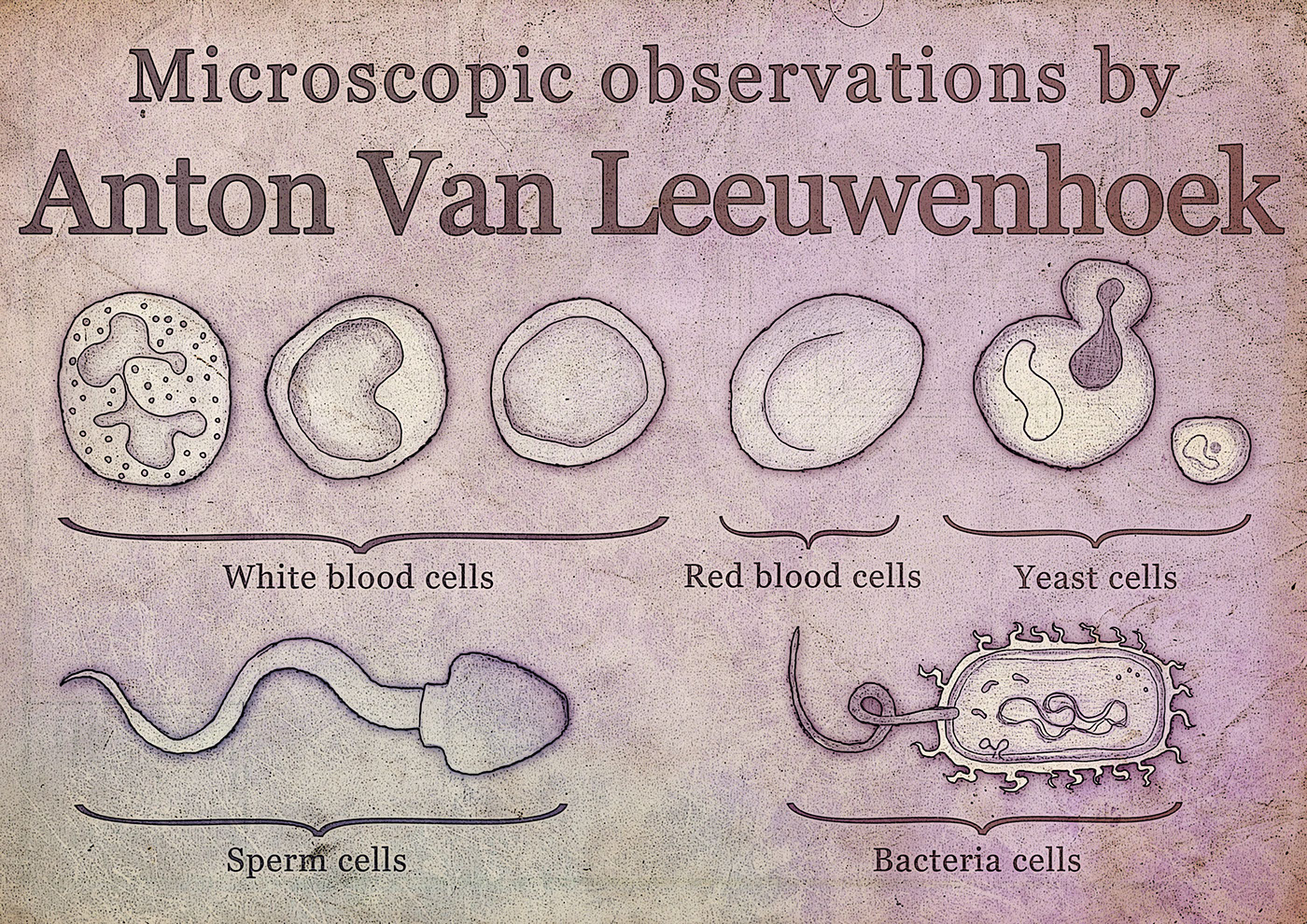 Microscopic observations by Anton Van Leeuwenhoek on Behance