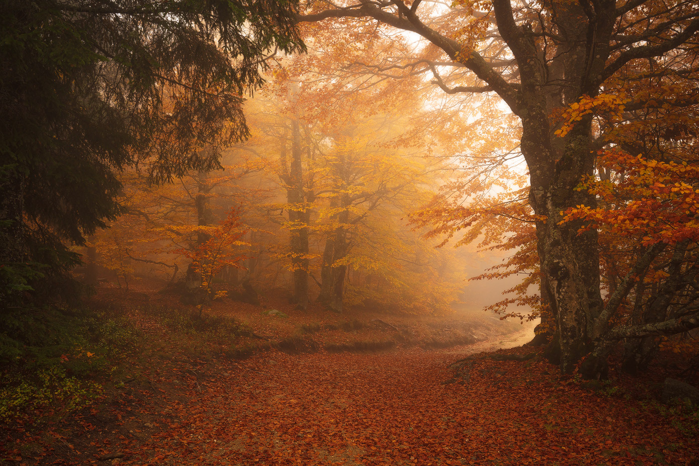 autumn forest forêt Landscape mist Nature woodland Photography  trees Treescape