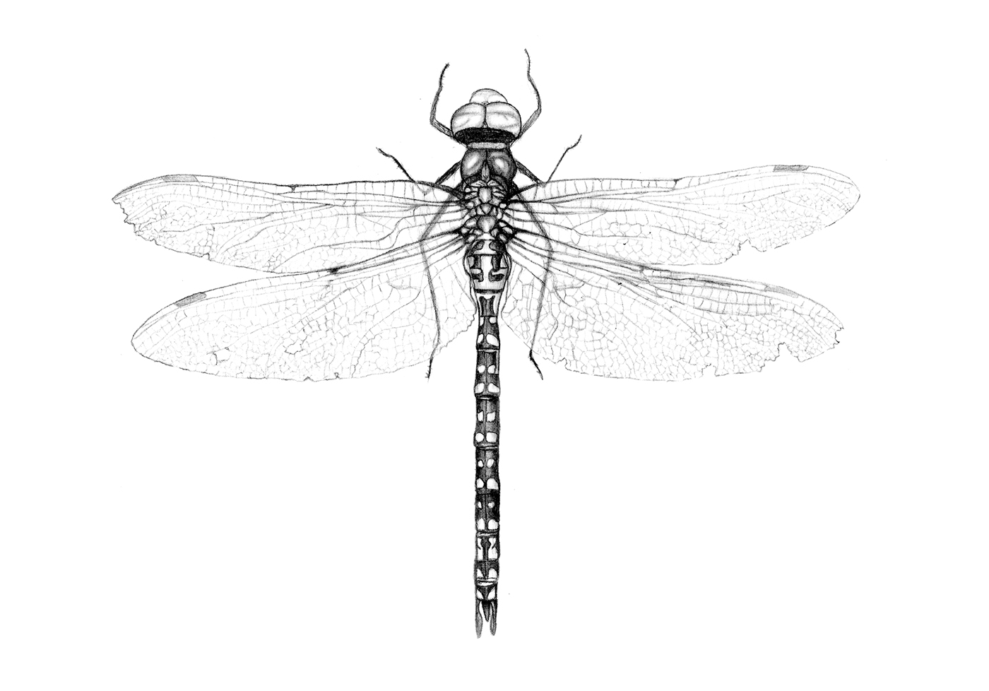 libelula dragonfly ilustracion científica insectos digital scientific mariposa insecto
