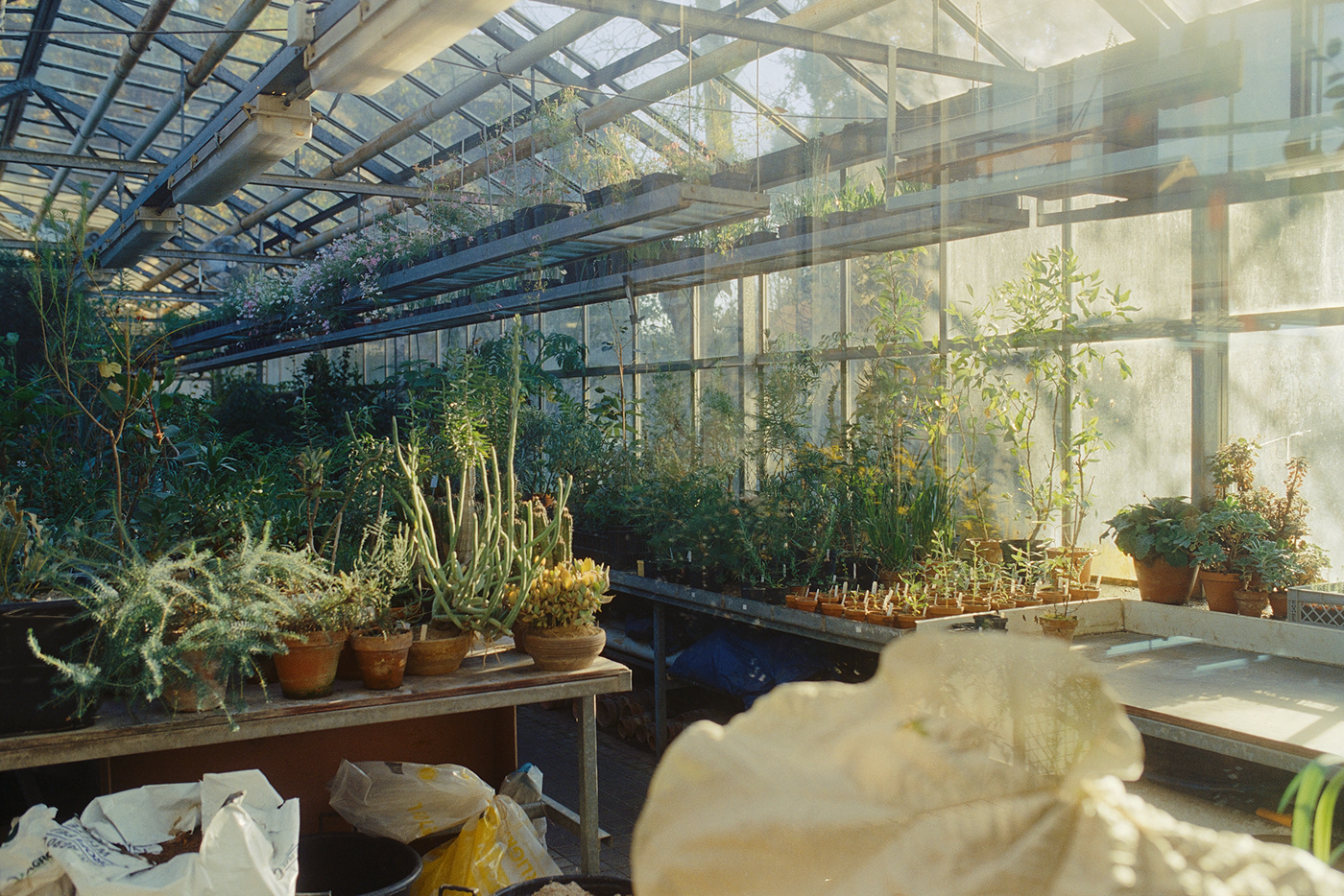 greenhouse plants botanical Flowers kodak 35mm film photography analog prague Czech Republic