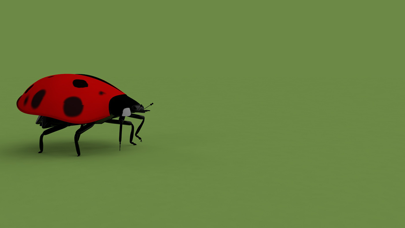 3D COCCINELLIDAE MODEL animation  rigging