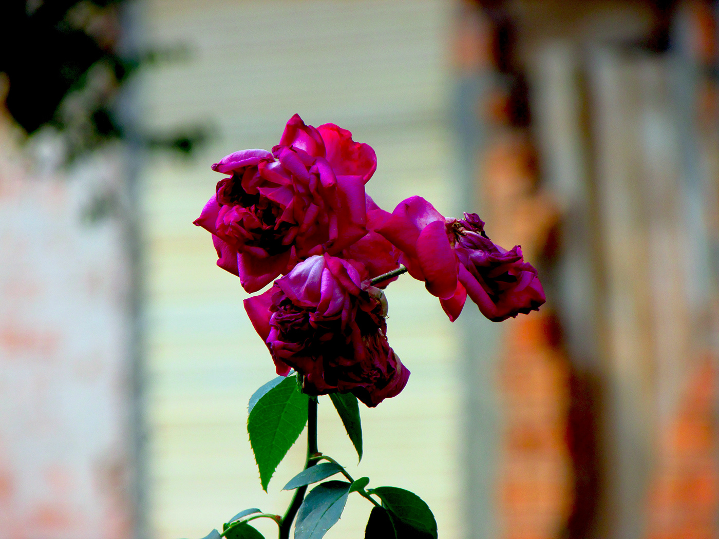ENVELHECIDAS rosa Rosas Roxa roxas Tempo velha velhas