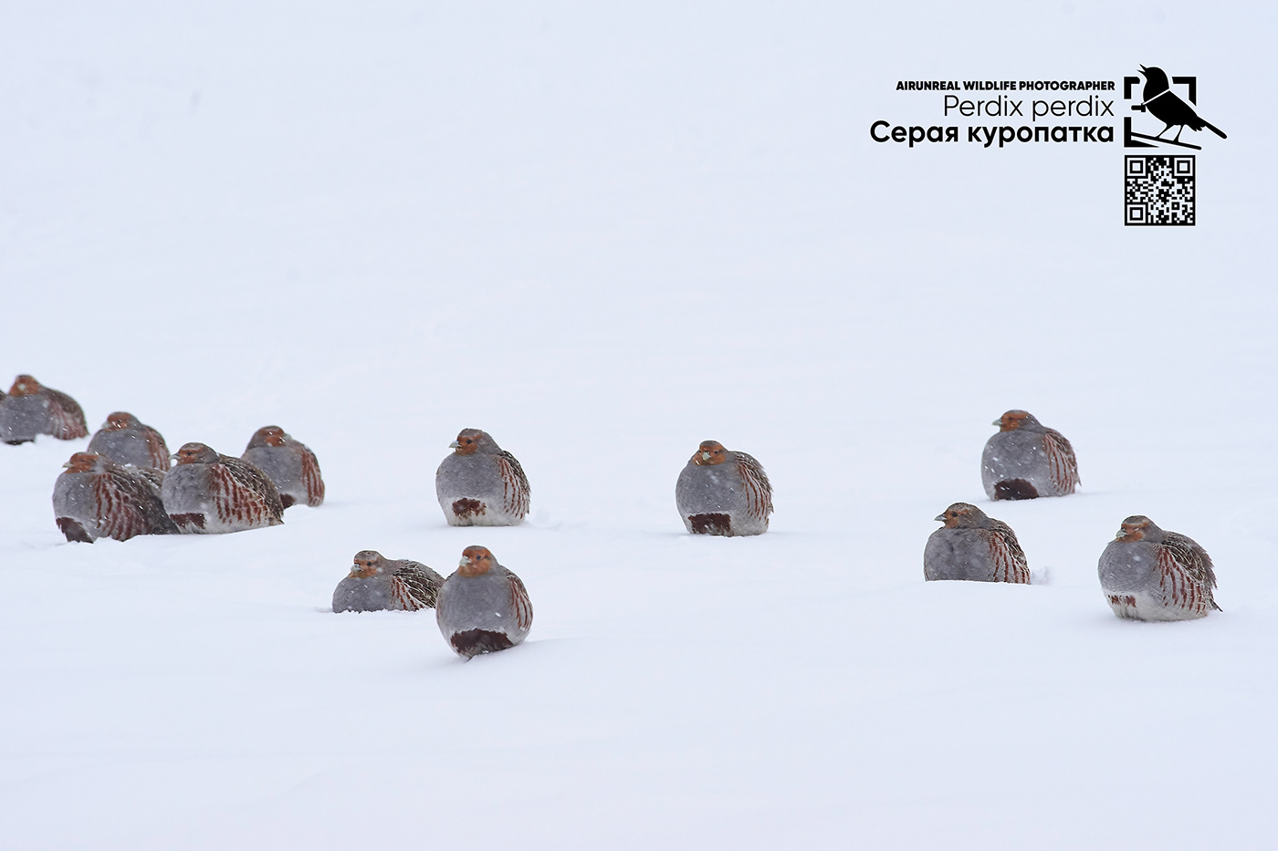 volgograd Russia wildlife bird birds Grey partridge birdswatching perdix perdix