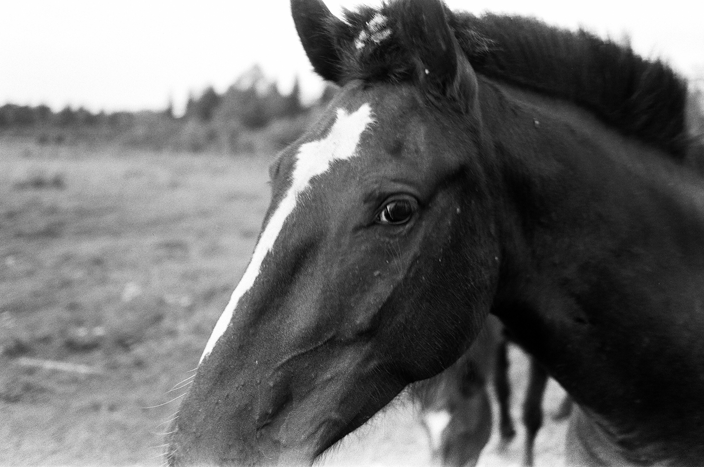 35mm horse analog Photography  Russia Siberia animals Nature Canon ILFORD