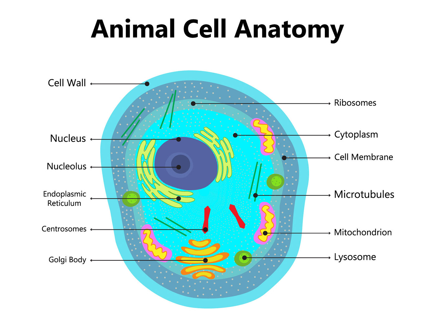 Illustration of the Plant cell anatomy structure. Vector infographic with nucleus, mitochondria, end