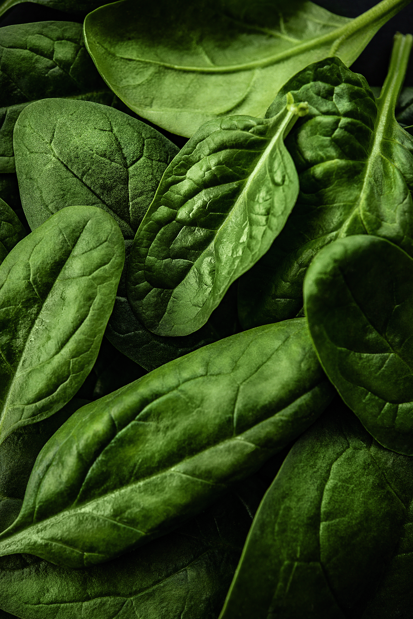 cooking farm Food  foodphotography foodstyling green herbs restaraunt still life vegan