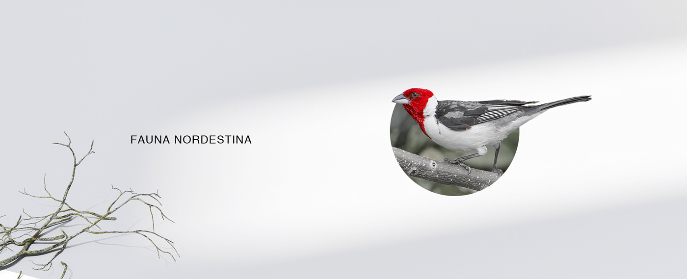 marca identidade visual branding  audiovisual drone pássaro bird Personal Brand