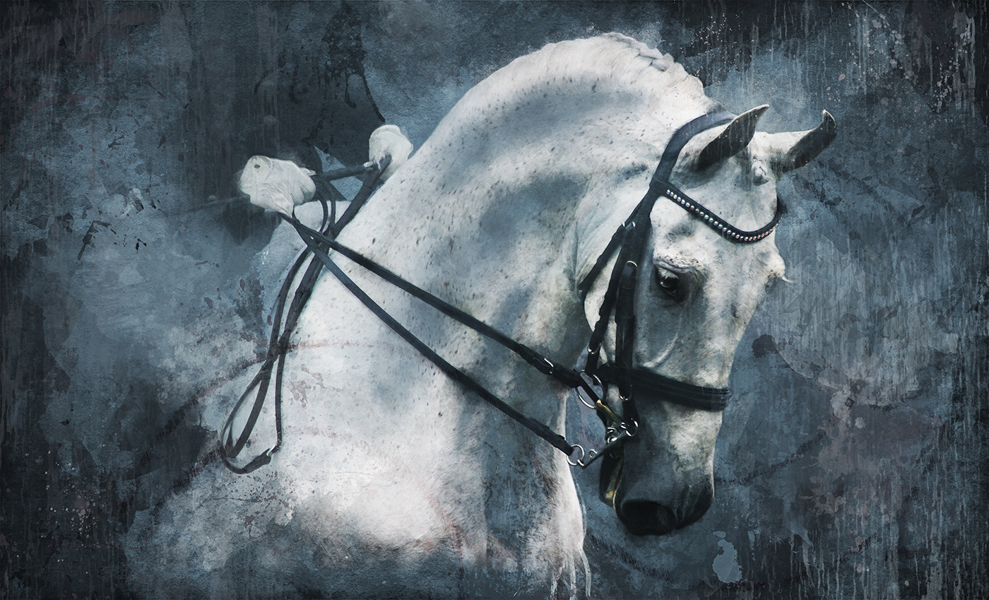 equine horse digital painting photoshop art equus fine art blue White dressage circle