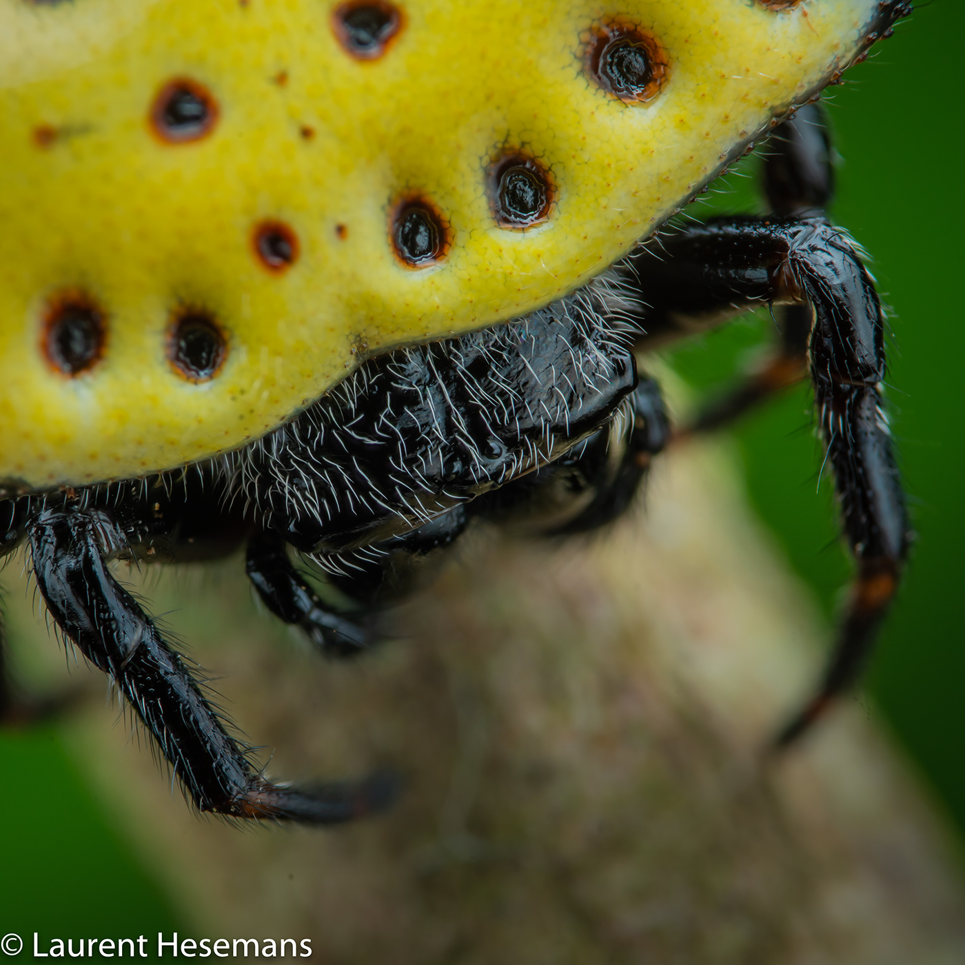 animals arachnids arthropods Costa Rica focus stacking macro Macro Photography spiders wildlife