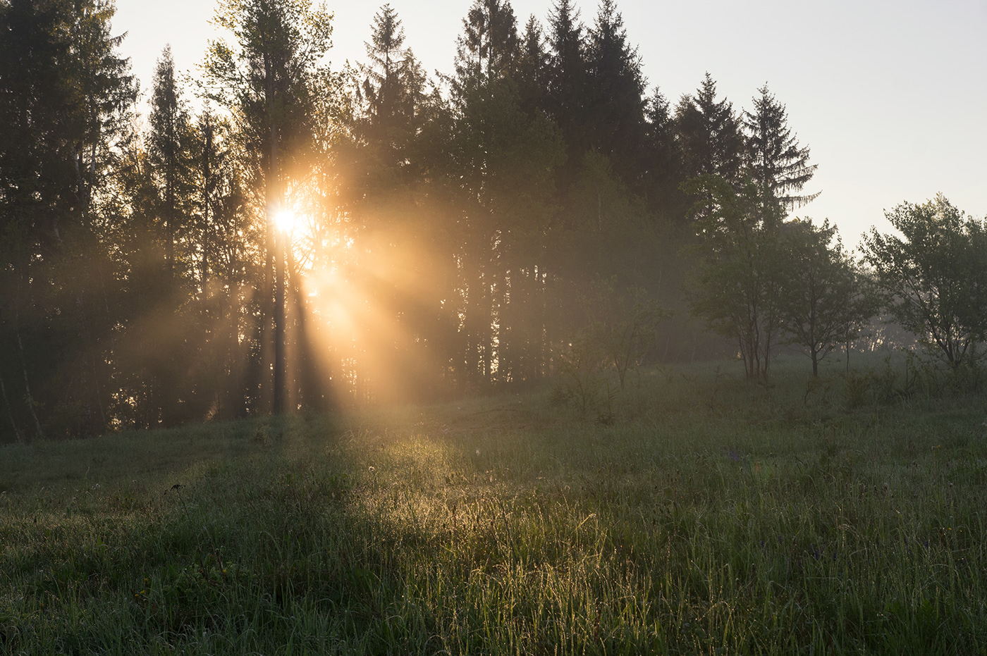 valle mist fog Sunrise sunbeams forest Landscape trees