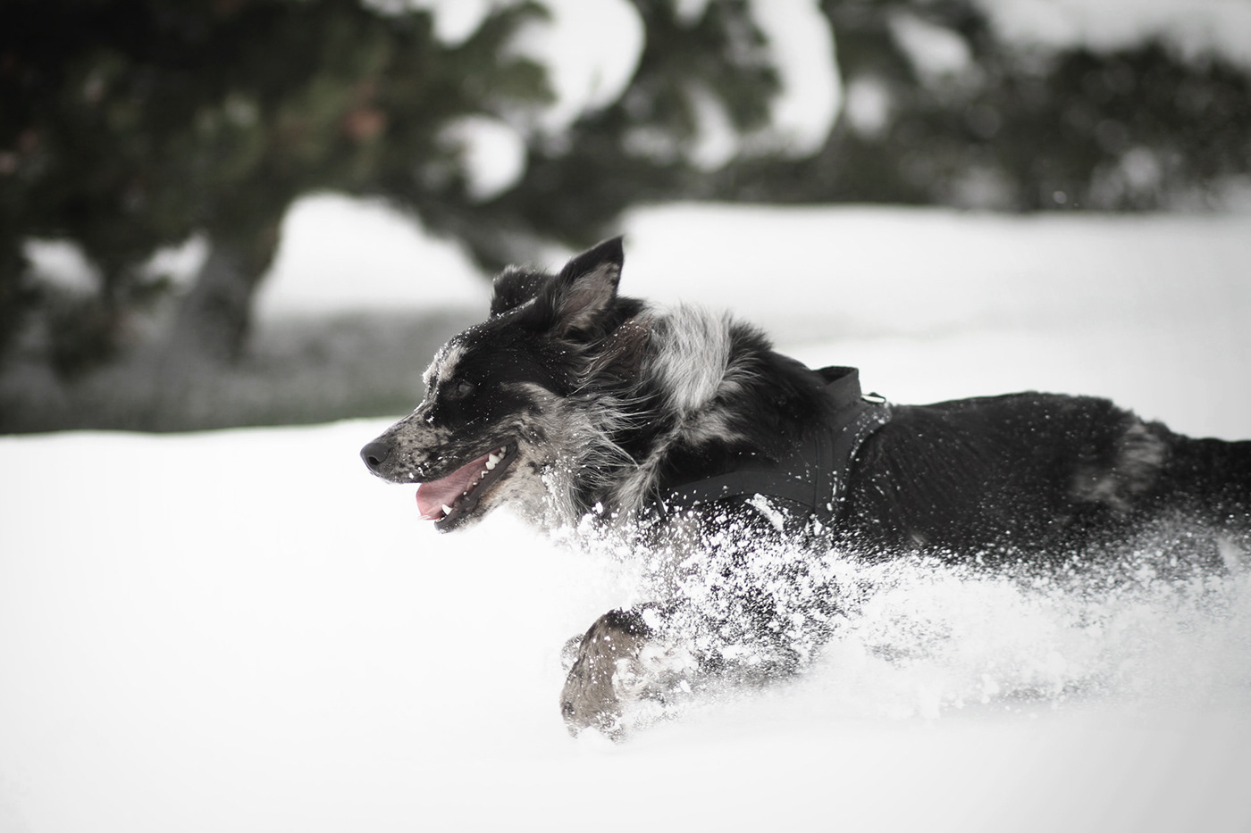 dog portrait snow Canon shooting animal Love pets