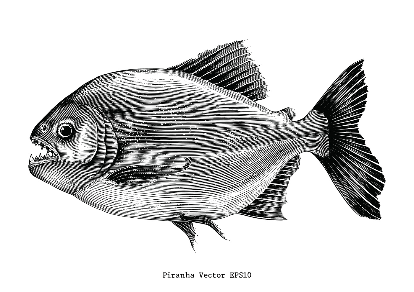 sea fish Illustraion fish vintage Drawing  engraving engraved clip art marine