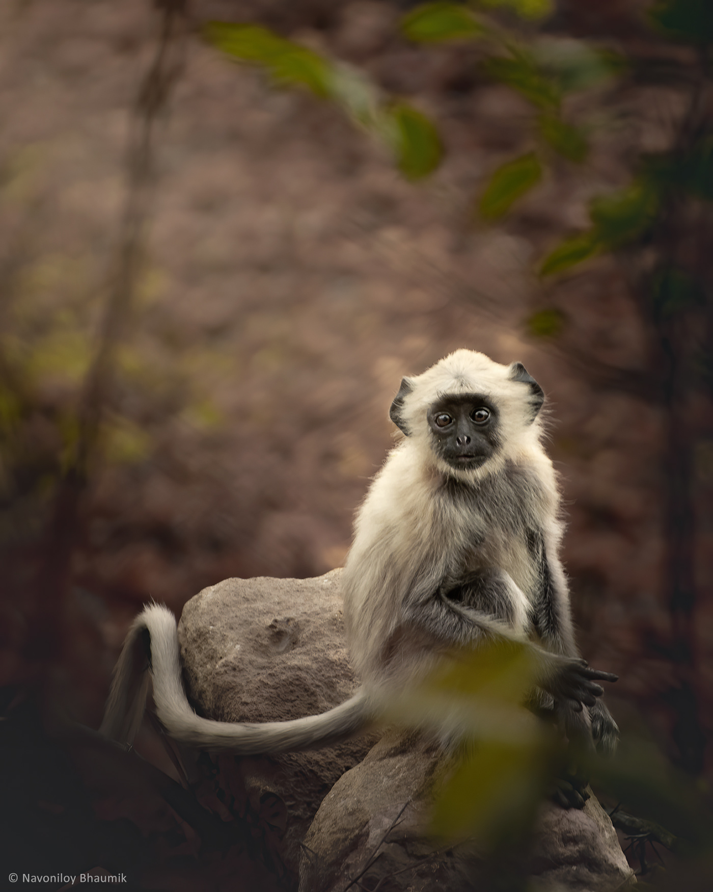 Animal Life animals Behaviour Forests langur primate primitive wildlife