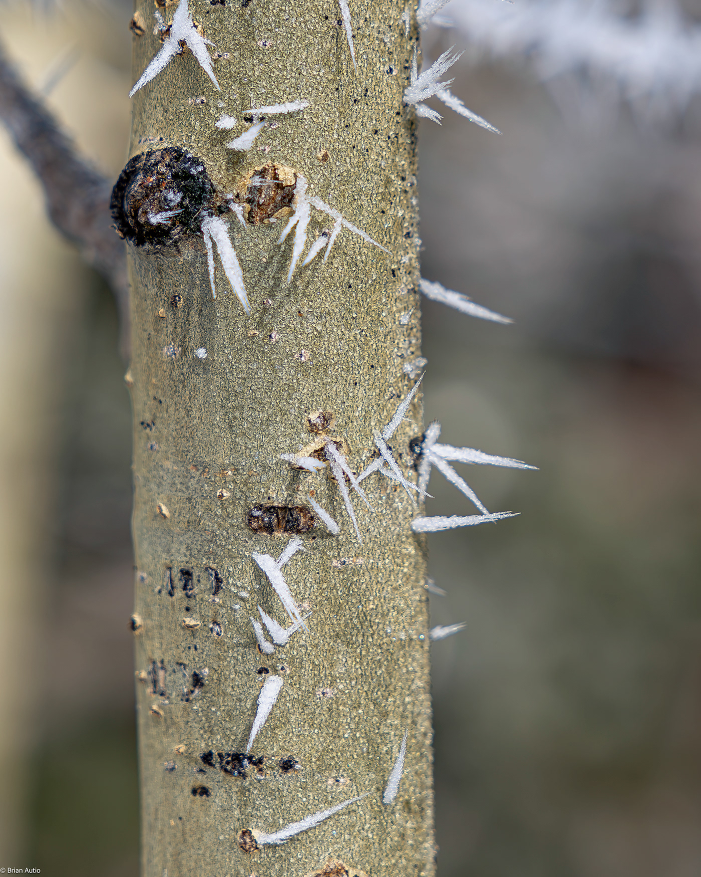 Nature Photography  lightroom winter cold ice macro rime ice Colorado Rocky Mountains