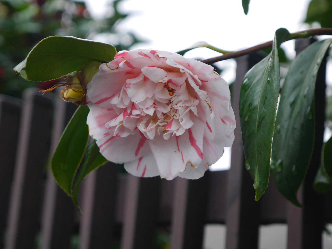 pink flower Camellia
