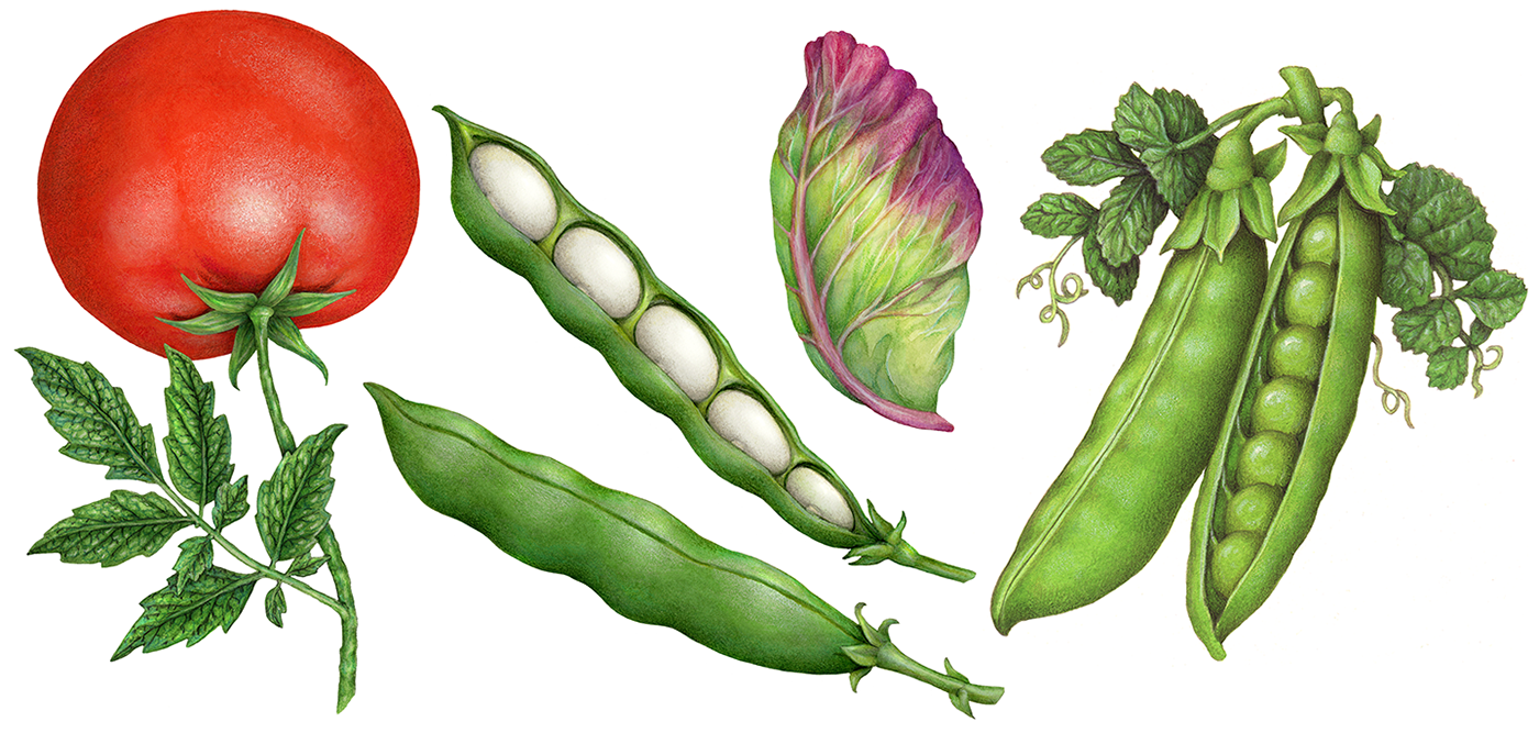 Realistic vegetable illustrations including tomato, white bean, and peas.