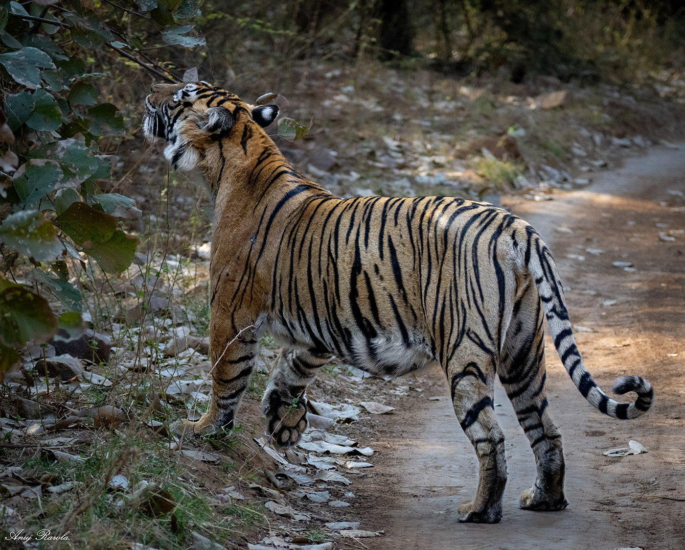 wildlife Nature Photography  Landscape birds tigers safari jungle India Rajasthan