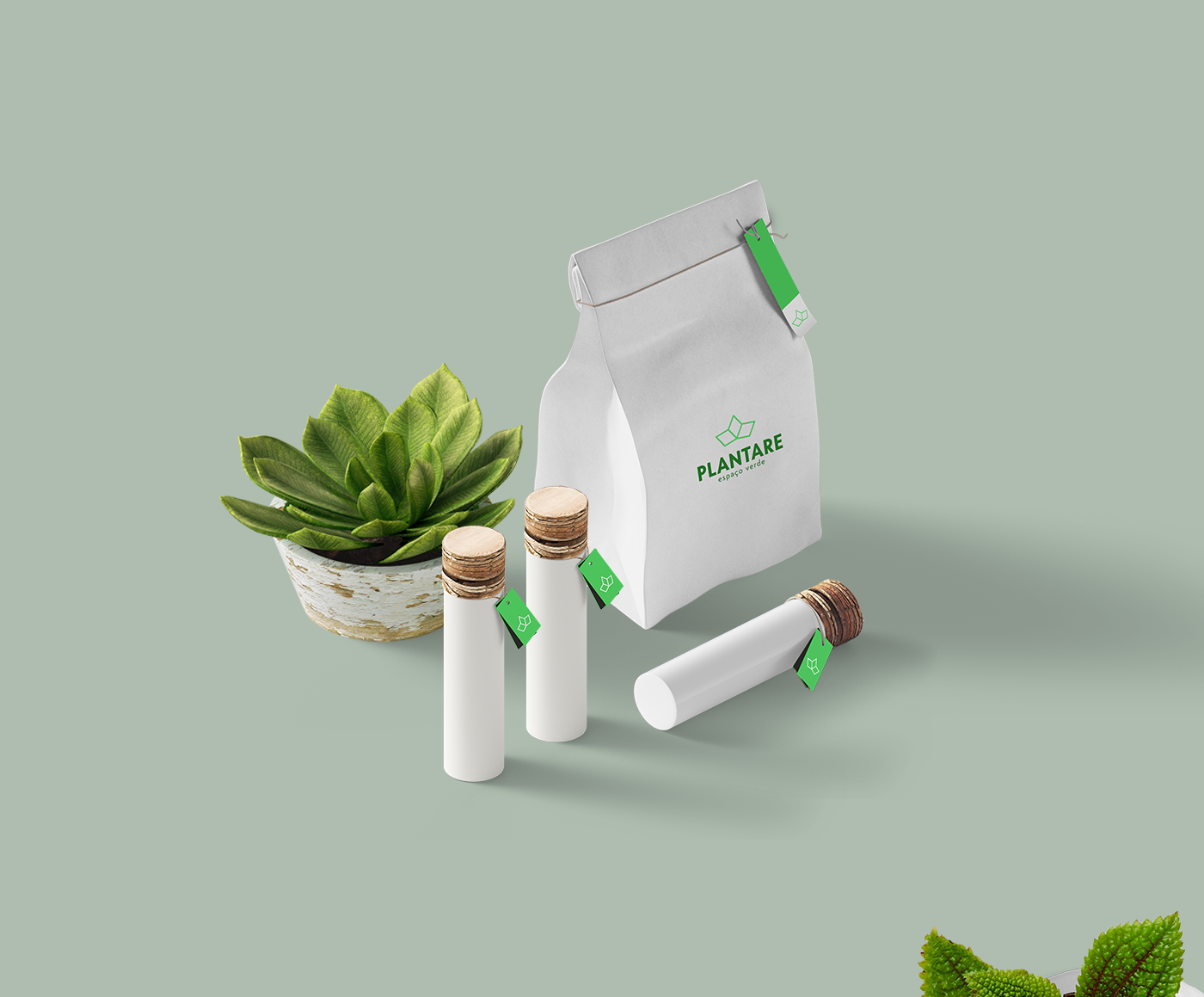 brand branding  plants visual identity green Coffee healthylife