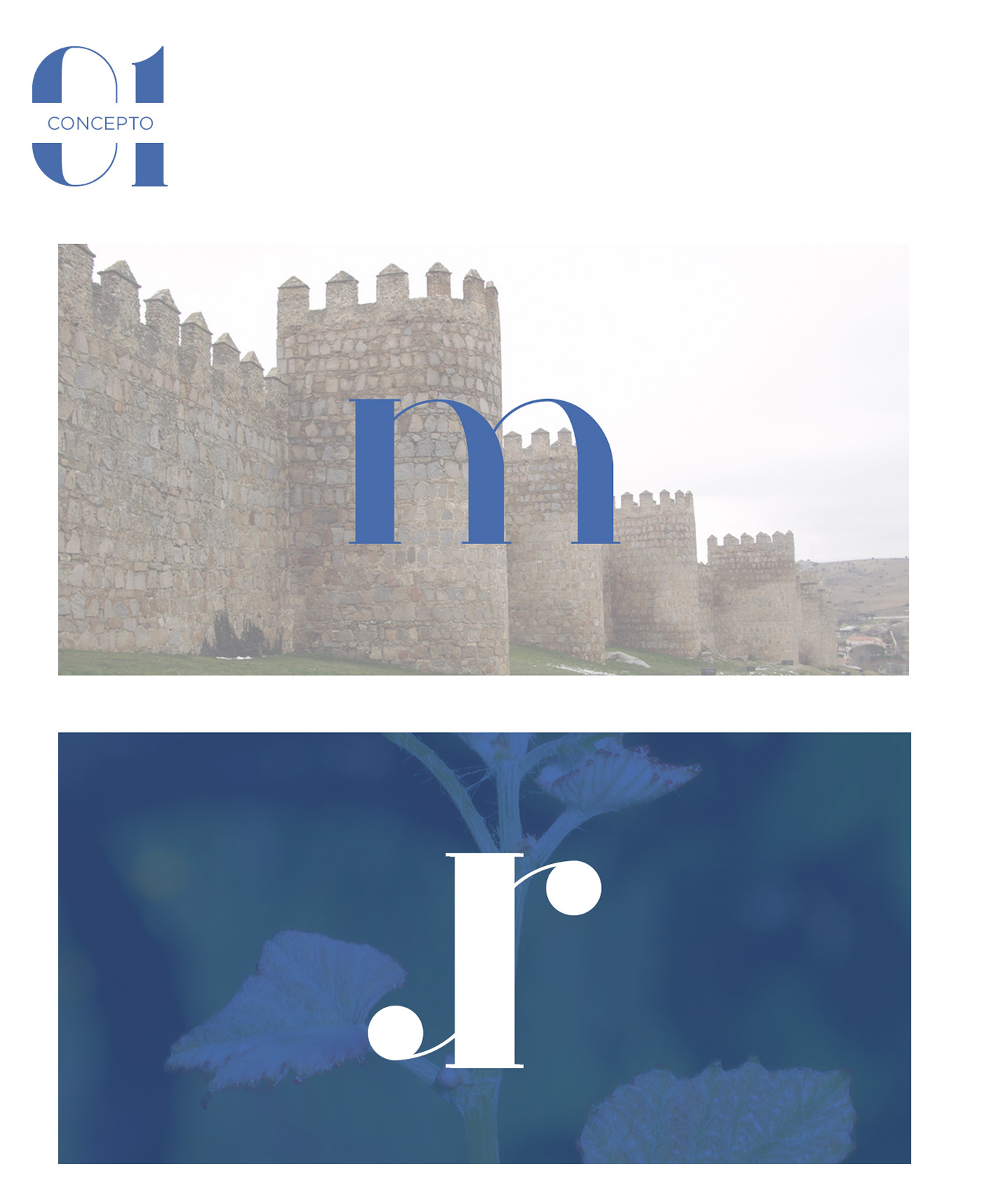 Logotype wine Corporate Identity Web concept ArtDirection typography   grapes drinks blue