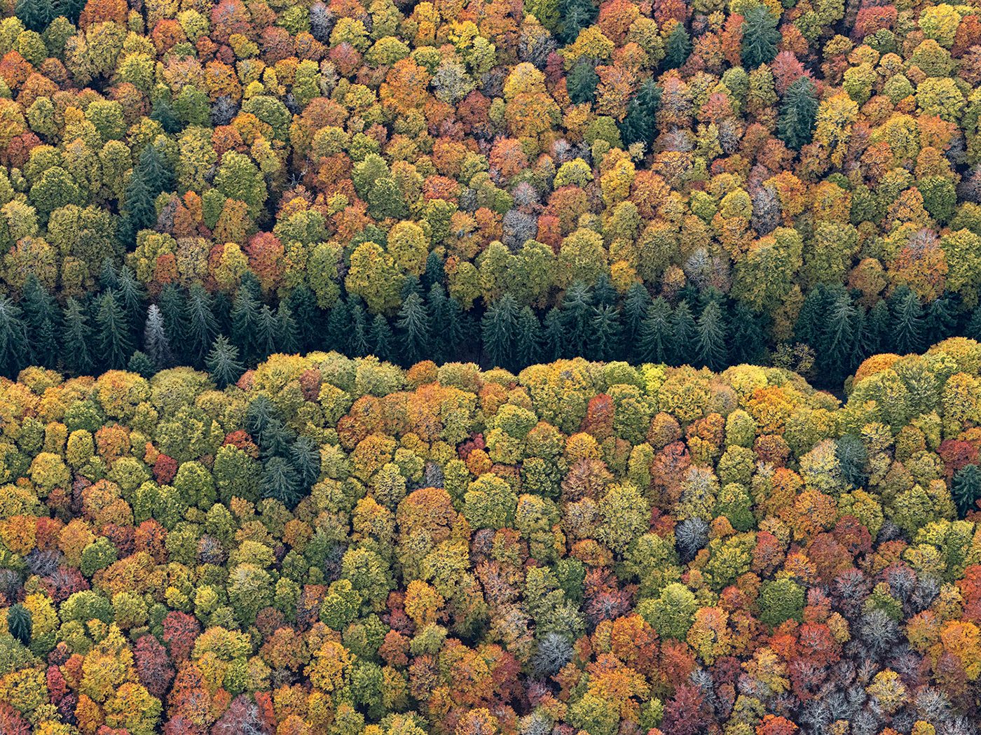 Aerial Bavaria environment Landscape National Park Nature Photography  Tree  wildlife