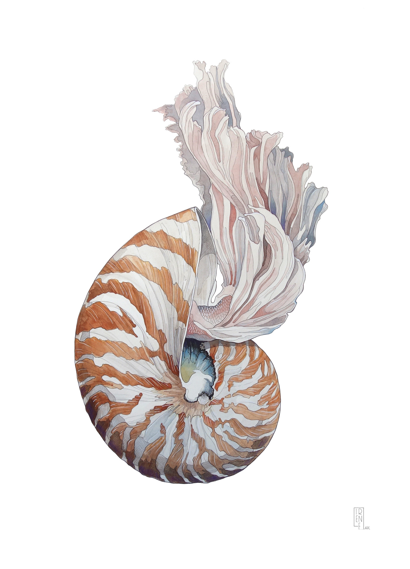 artwork Drawing  fine art ILLUSTRATION  line art line drawing nautilus painting   shell watercolor
