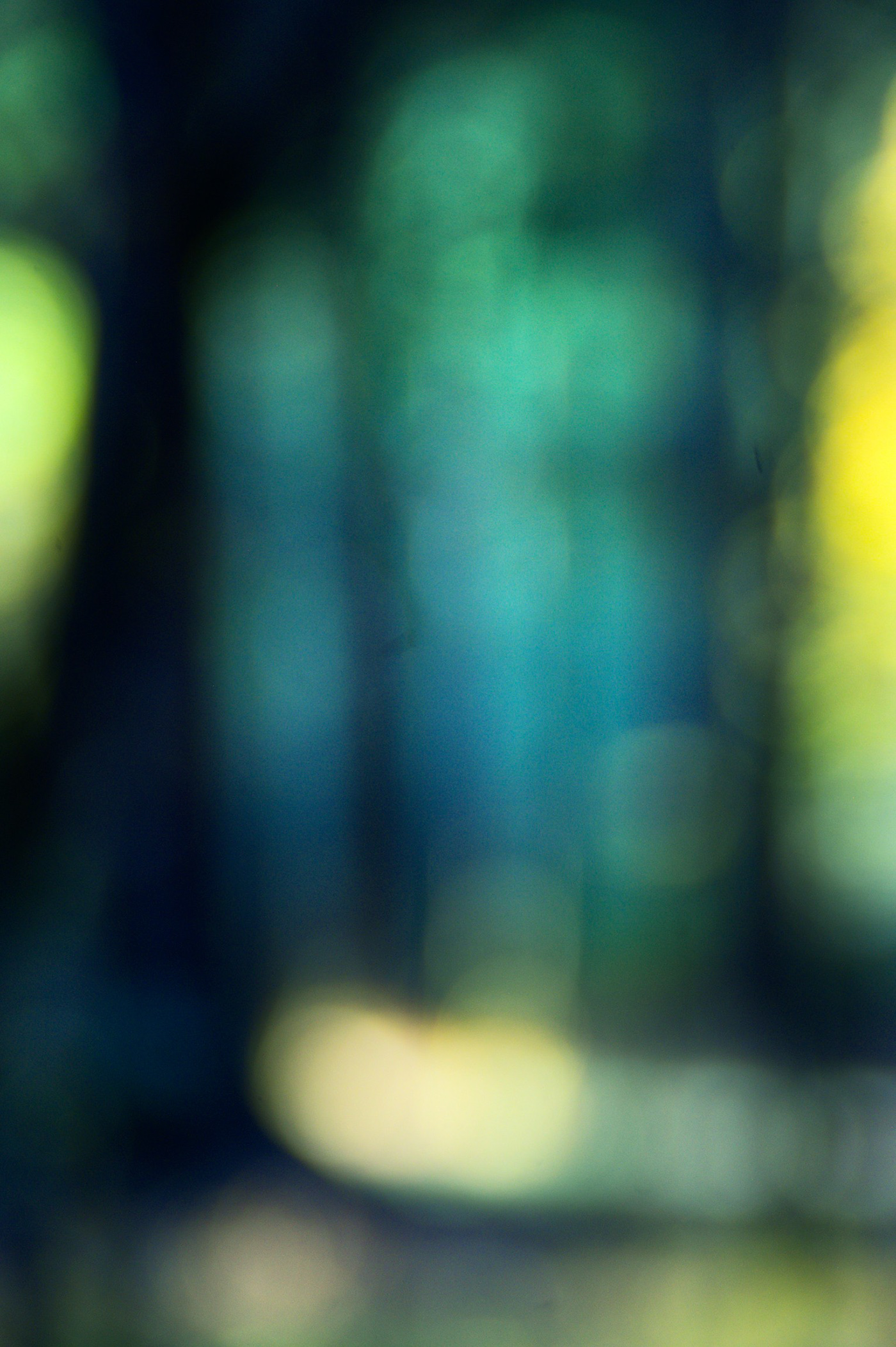 forest abstract blur colors Conifer