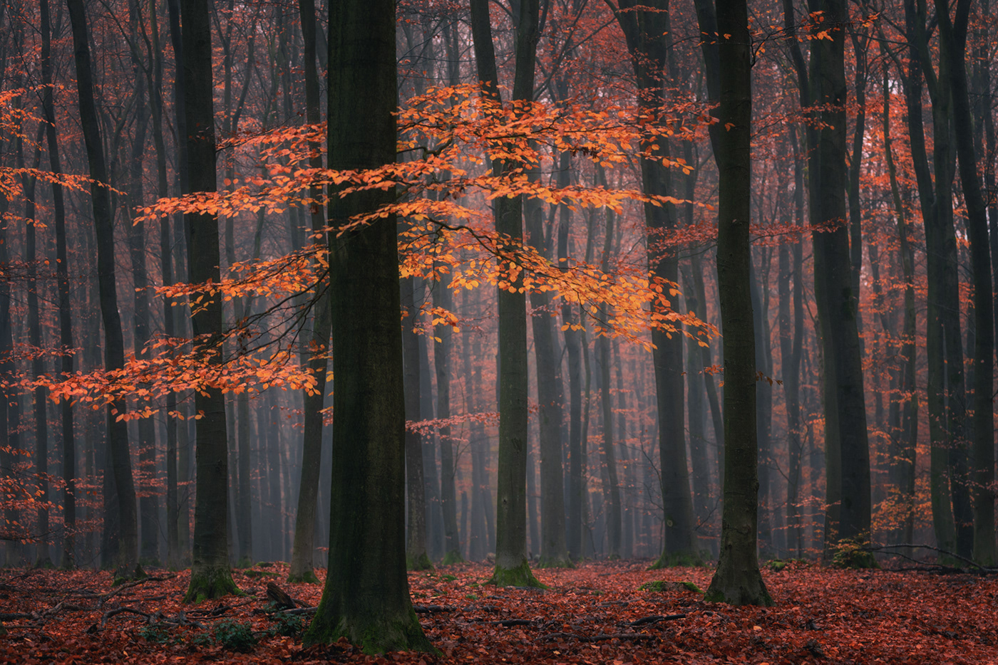 autumn dutch The Netherlands trees gold fairytale seasons