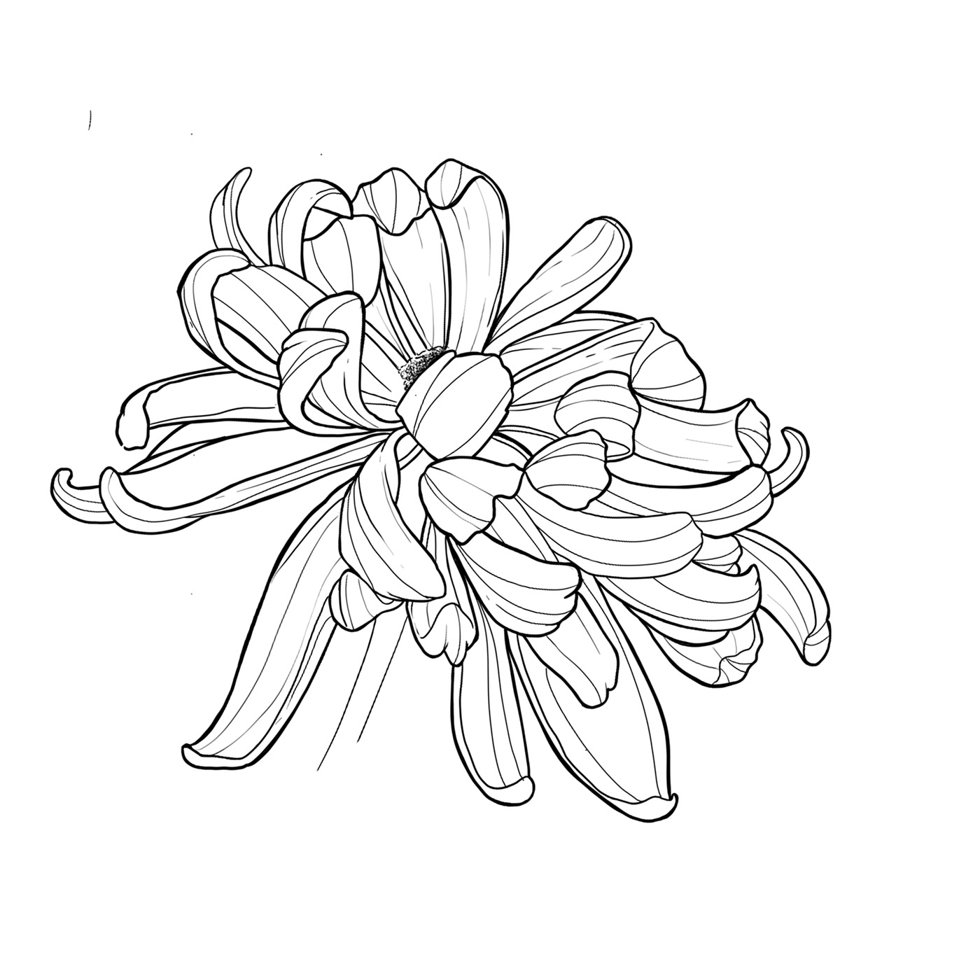 art Digital Art  Drawing  floral Flowers ILLUSTRATION  peony Roses sketch