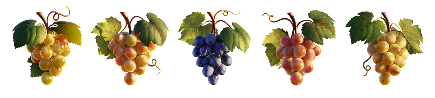 grape wine vine animation  ILLUSTRATION  CGI conceptart retouch map Creative Direction 