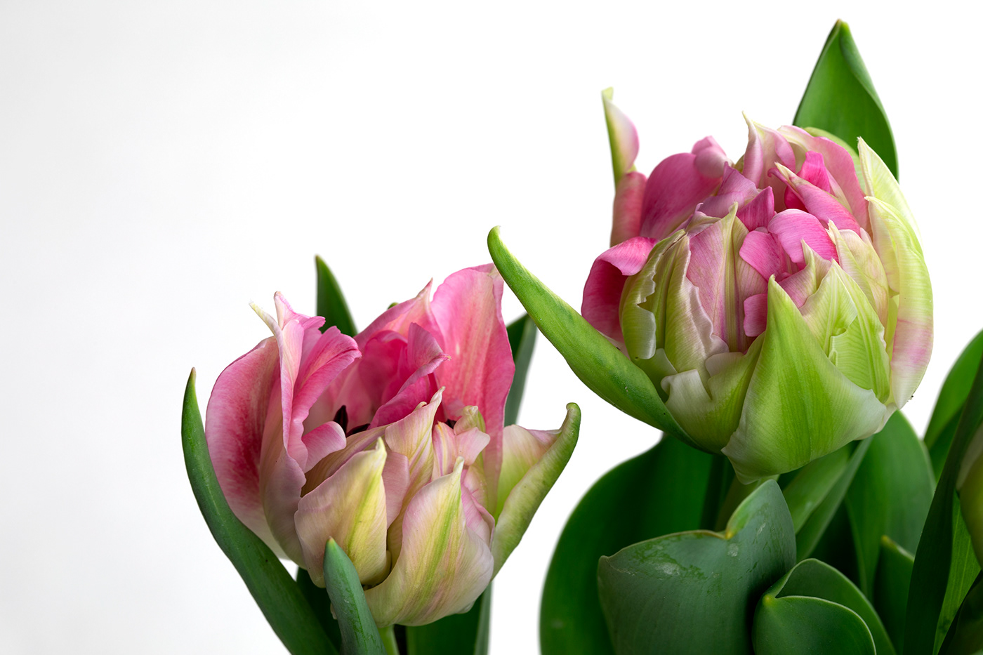 floral flower tulip Tulips flowers