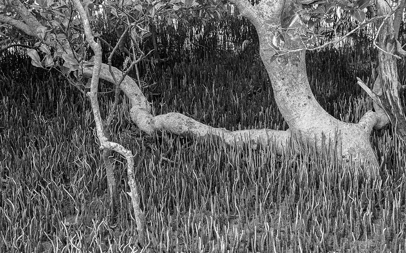 mangroves   Nikon F100 Landscape Photography  Biripi Country FX-39II ilford hp5+ tidal zone