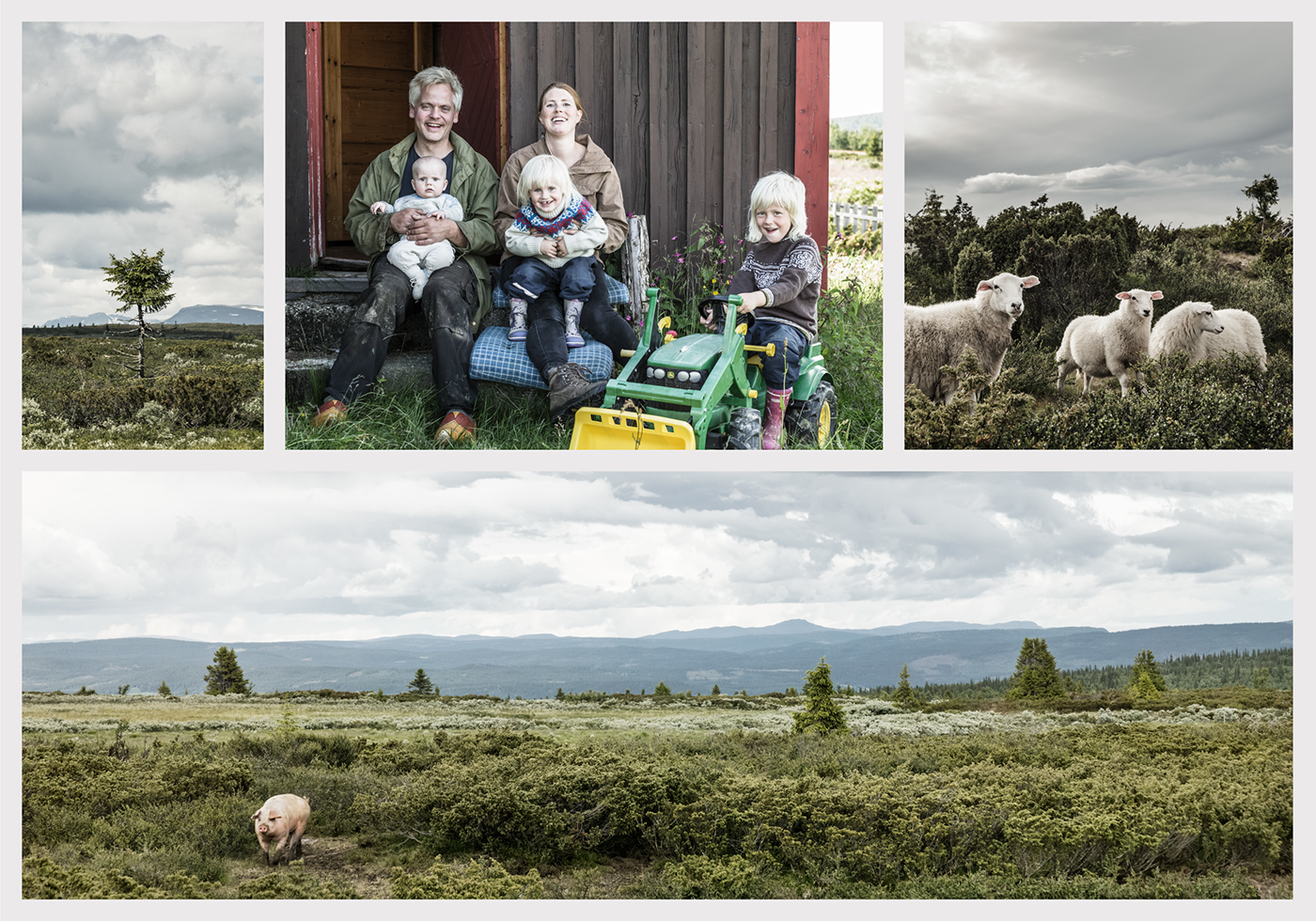 farming pigs norway natural Sustainable mountain animal welfare free range