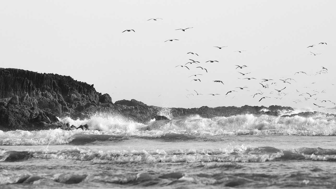 blackandwhite crosshaven lighthouse seabirds Seascape Photography seasscape storm stormy seas water wild