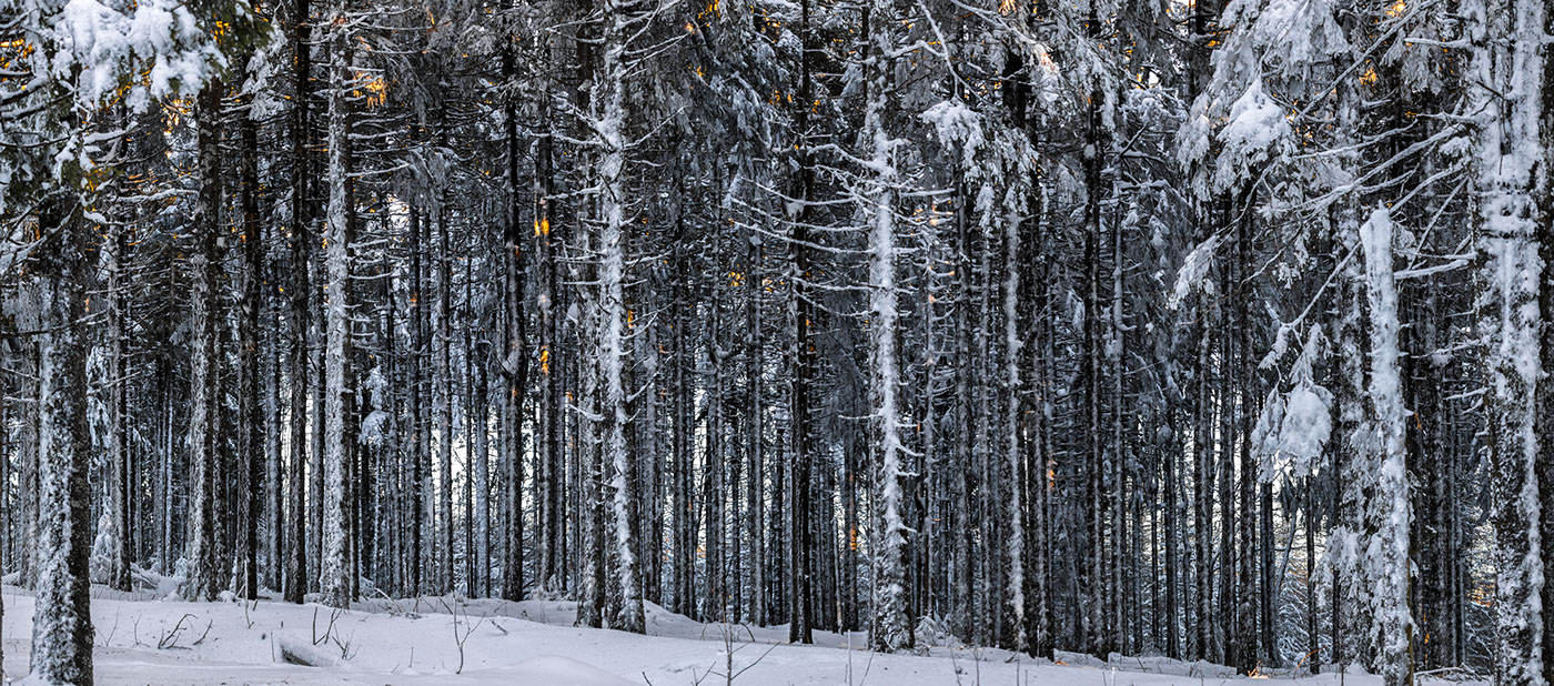 forest winter Landscape mountains snow trees