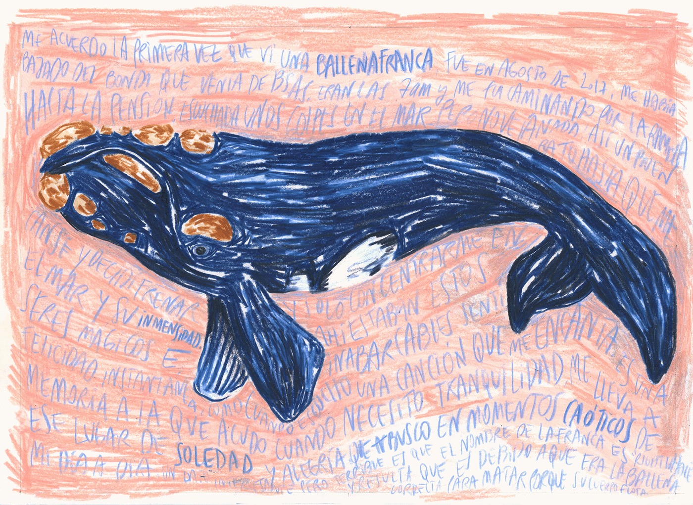 ILLUSTRATION  animation  sea animals ilustracion art sketch artwork Whale Nature