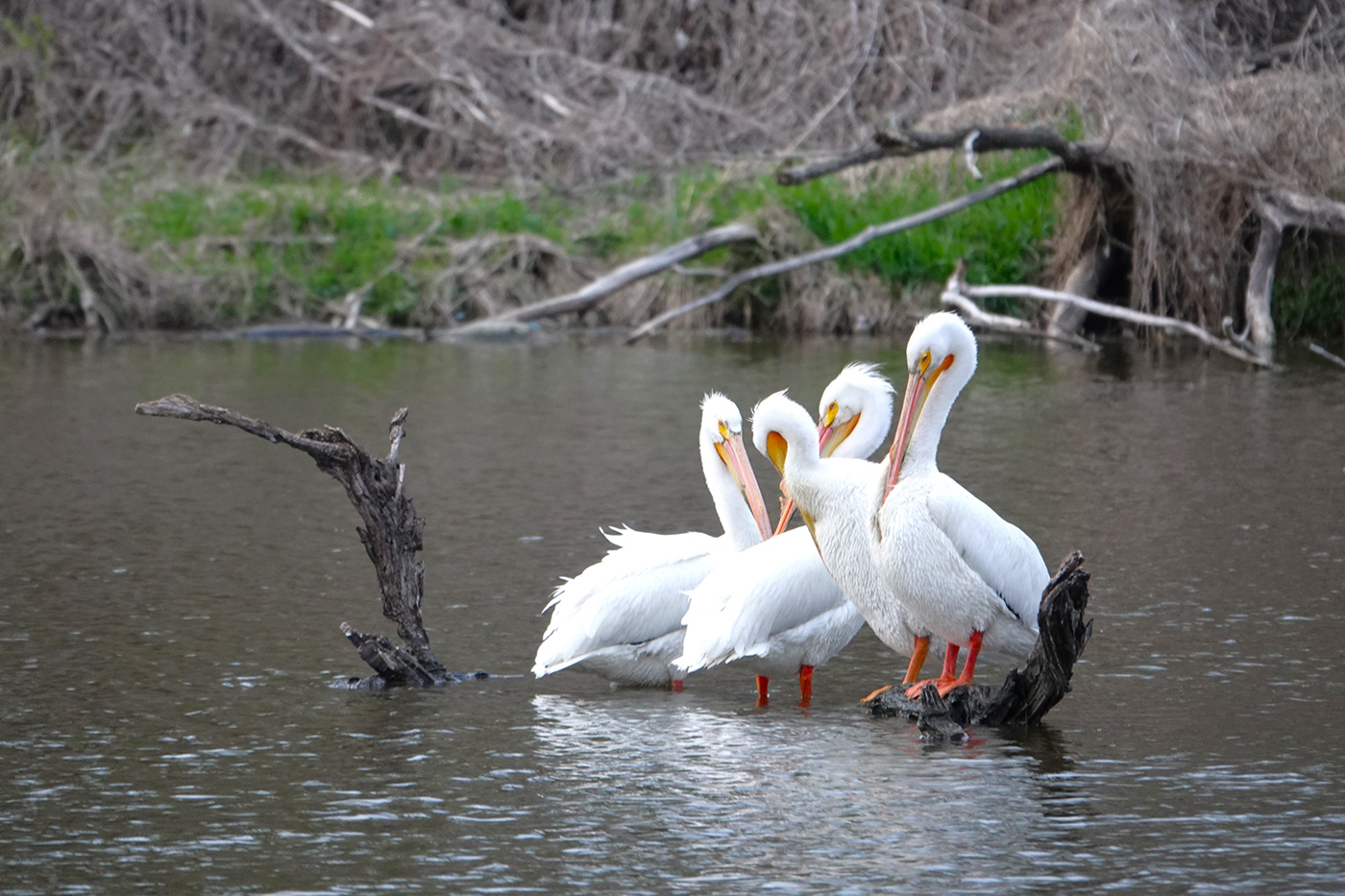 animals bird birds Nature pelican Pelican Pod pelicans Pelicans Breeding Season waterfowl White American Pelicans