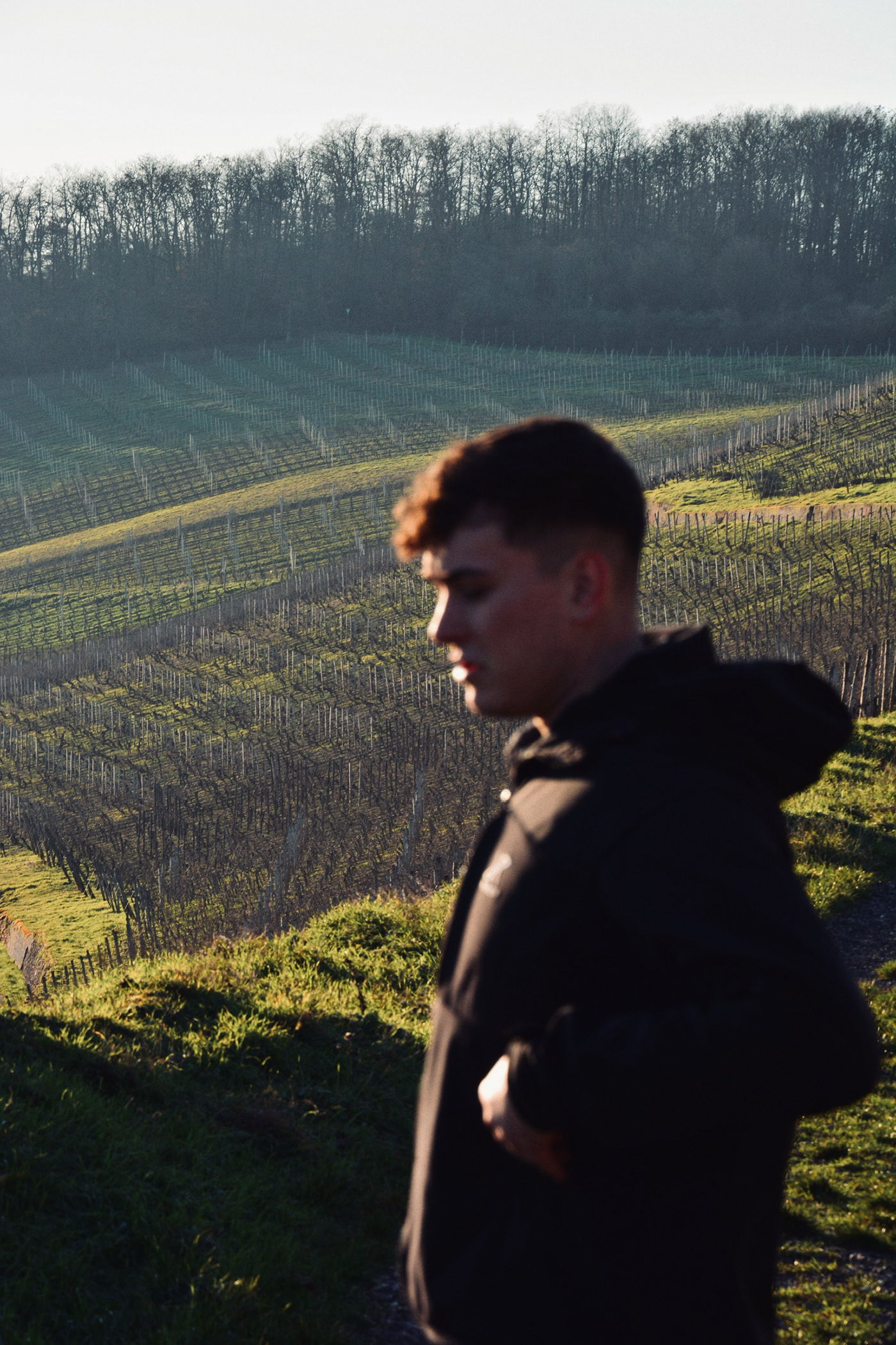 winery wine vineyard wein weingut Landscape winzer