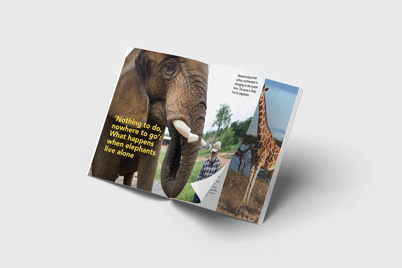 animals brochure design clean design ghraphic design InDesign national geographic typography   wild