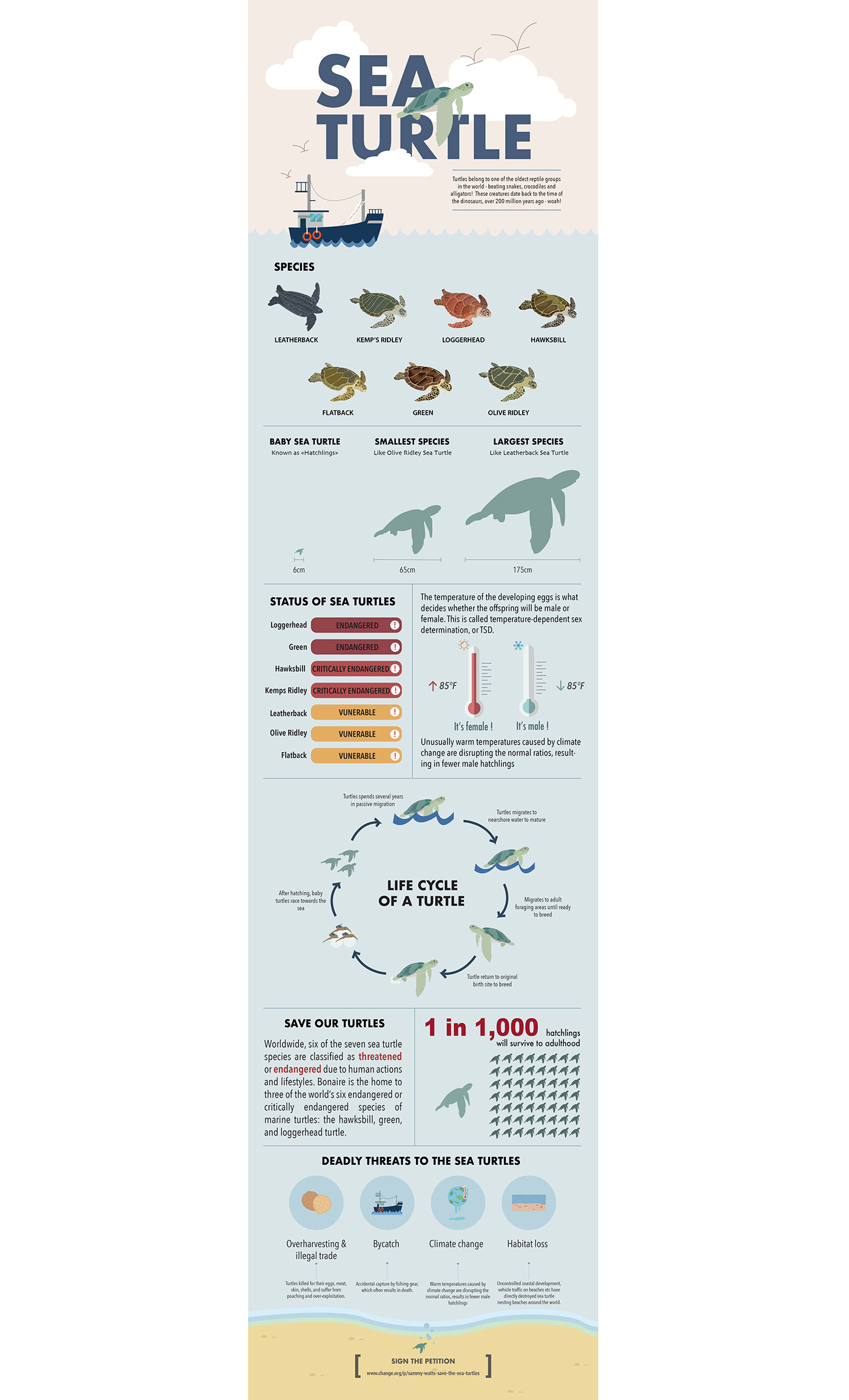SeaTurtle infographic poster