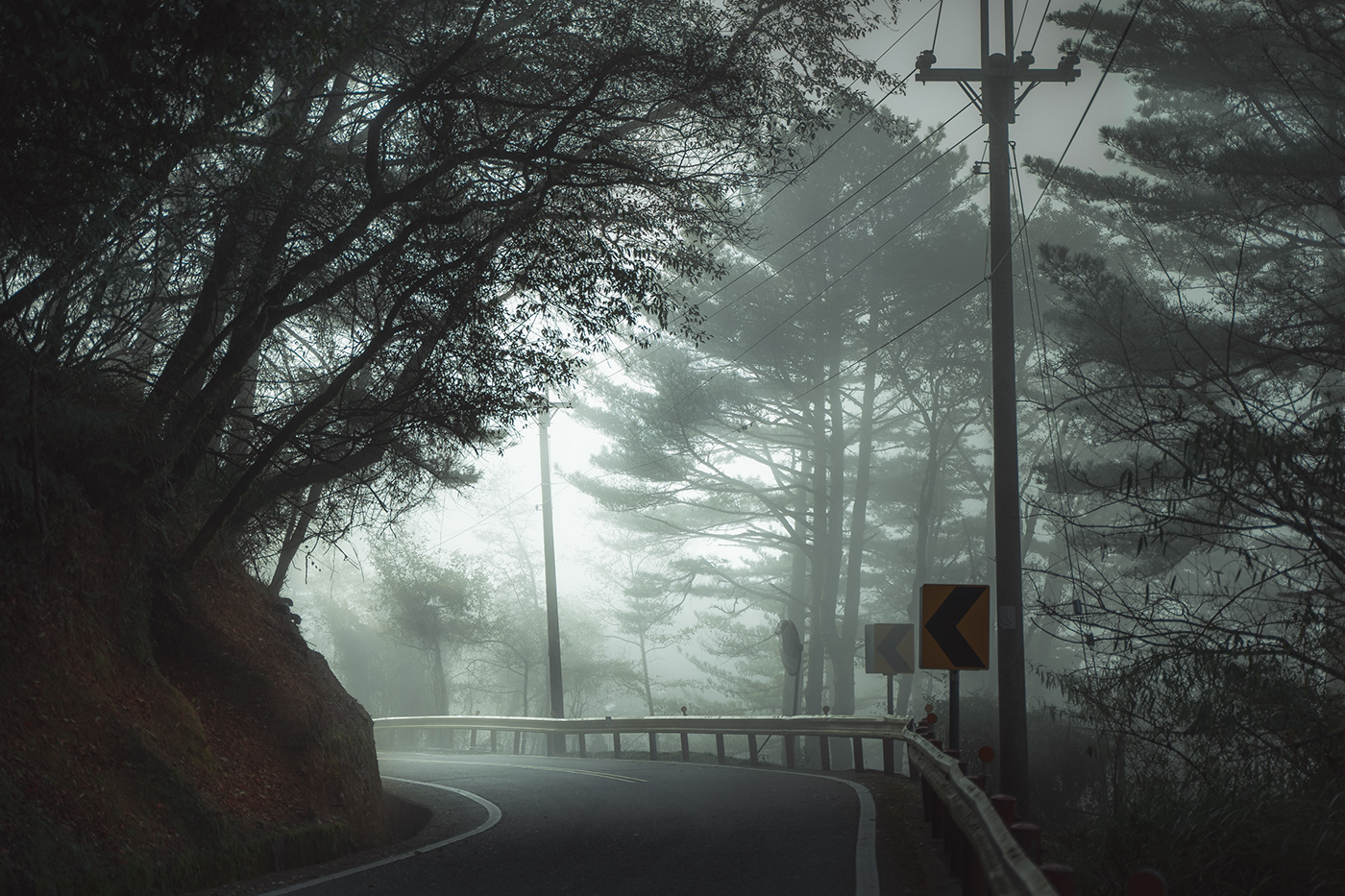 fog forest Landscape mist Photography  trees