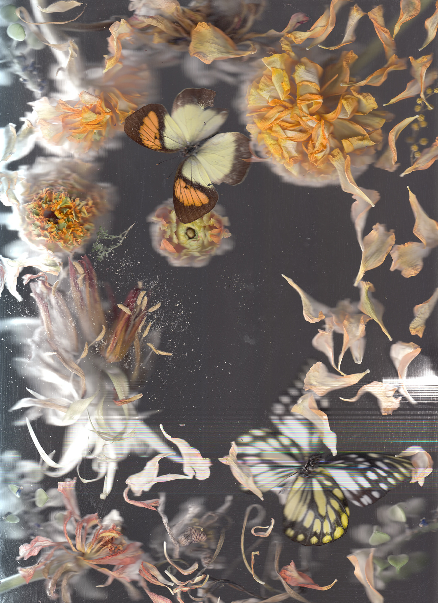 butterfly flower plants ScanArt scannography