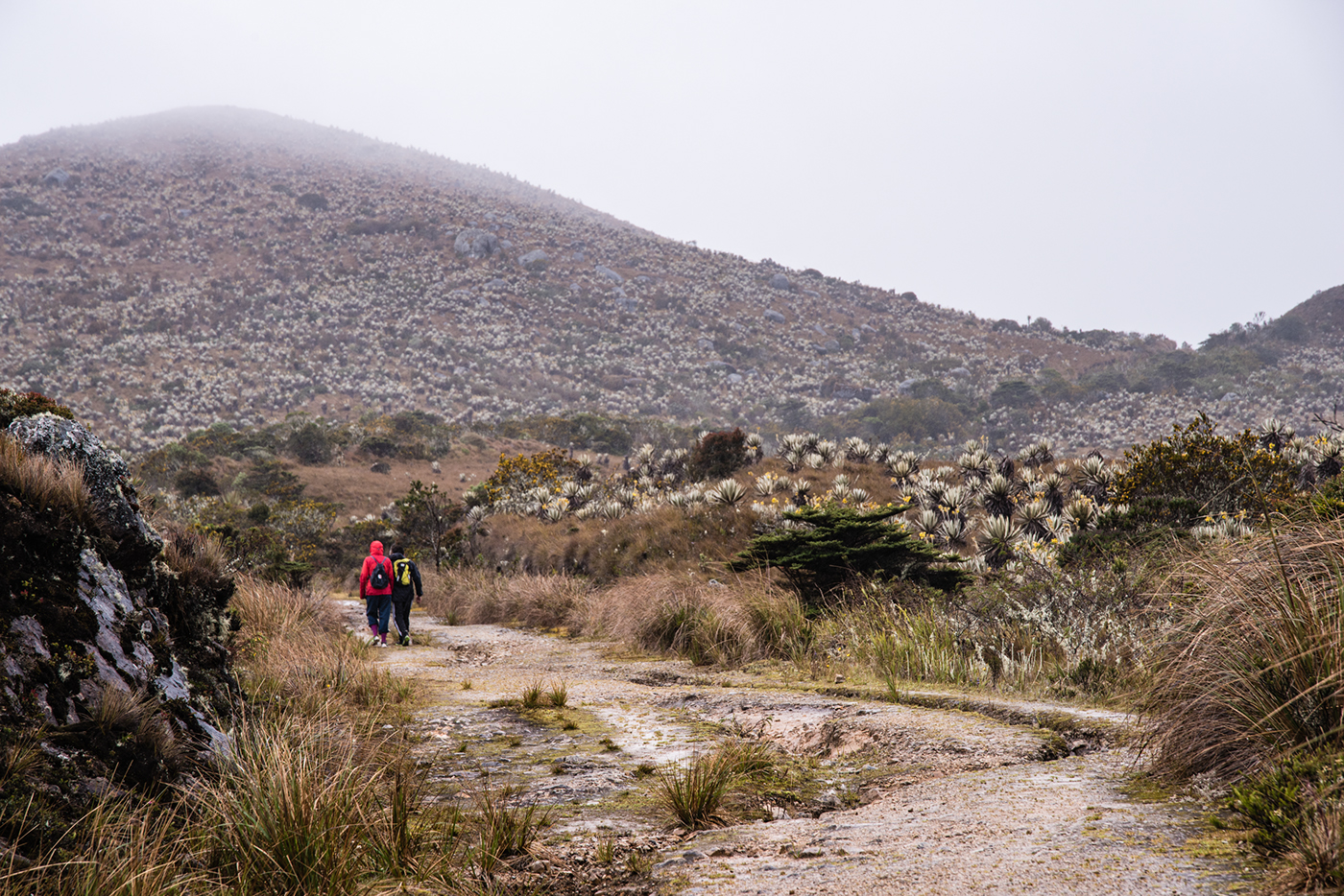 chingaza paramo 3700mt laguna buitrago Landscape Photography  Hike Hikking