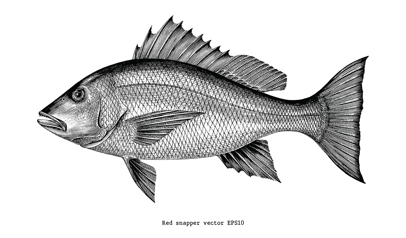 sea fish Illustraion fish vintage Drawing  engraving engraved clip art marine