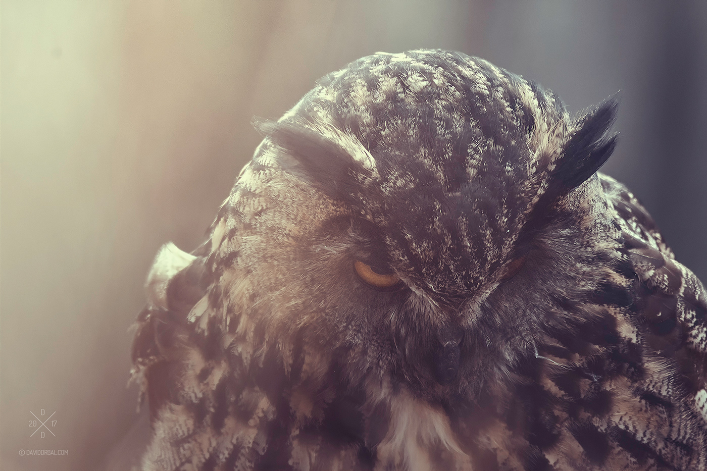 owl Birds of prey eagle Nature bird woods close up forrest