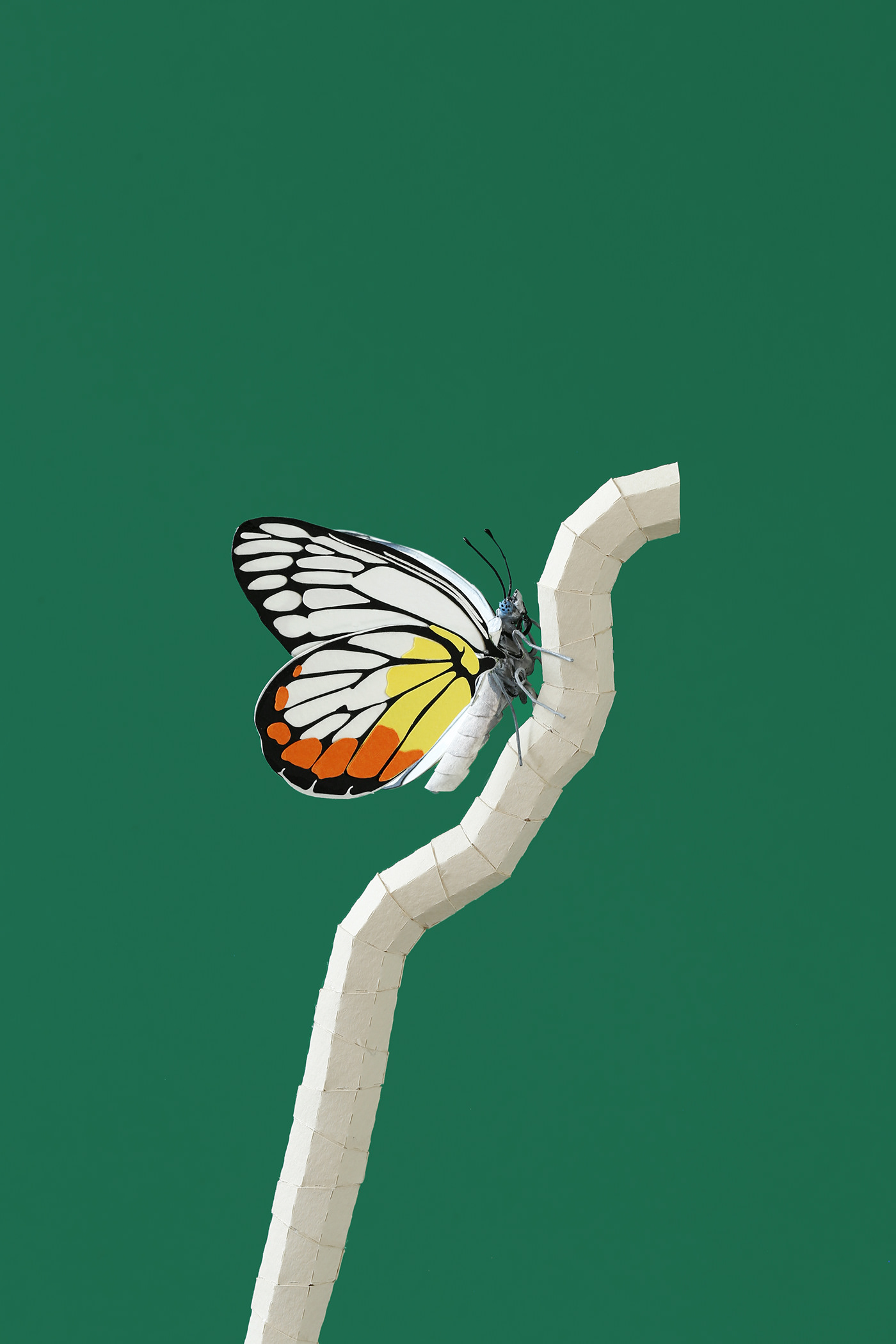 art butterfly design ILLUSTRATION  Nature papcraft paper Photography  setdesign visualart