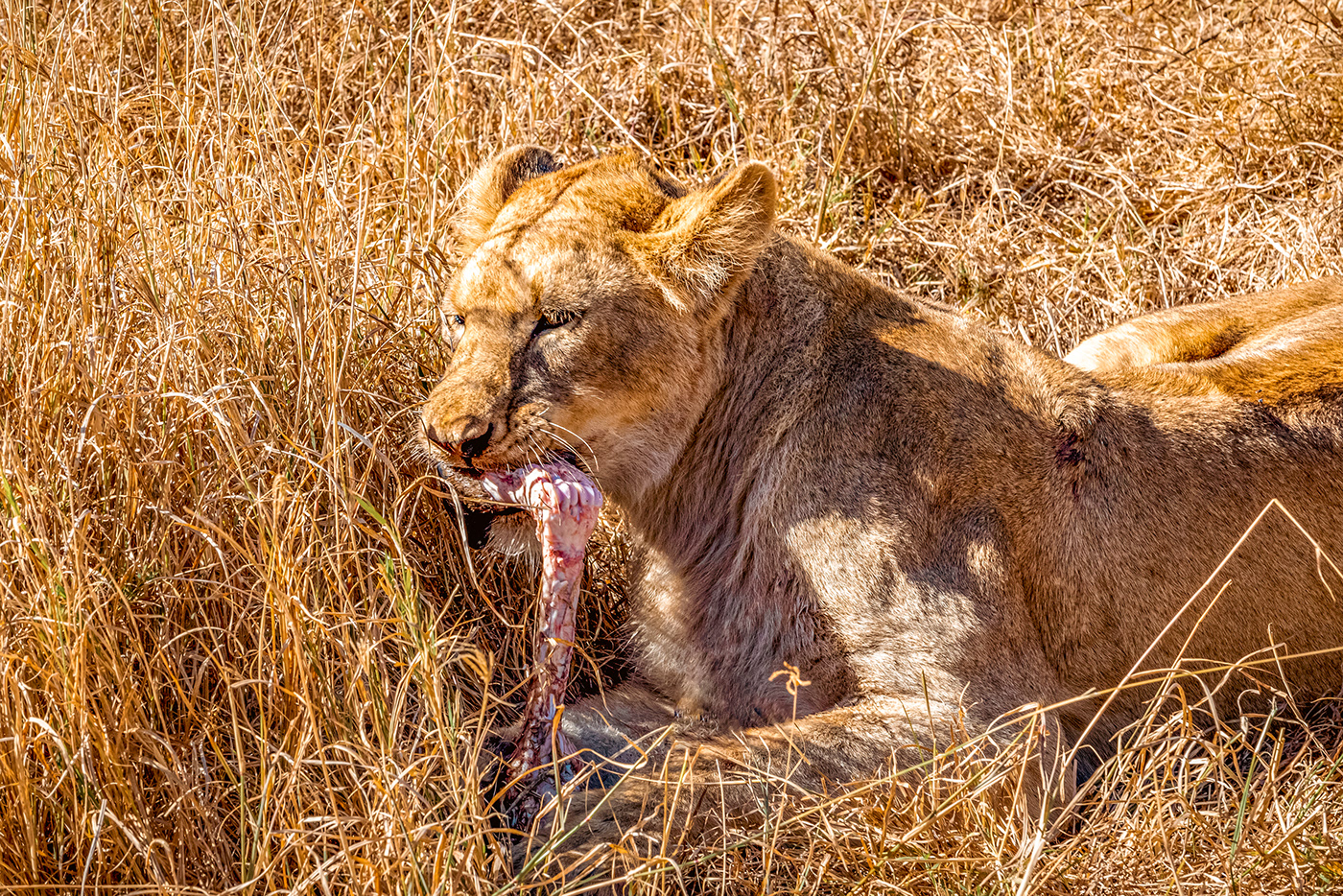 Ngorongoro Tanzania africa Nature Lions wildlife animals Landscape Travel Photography 