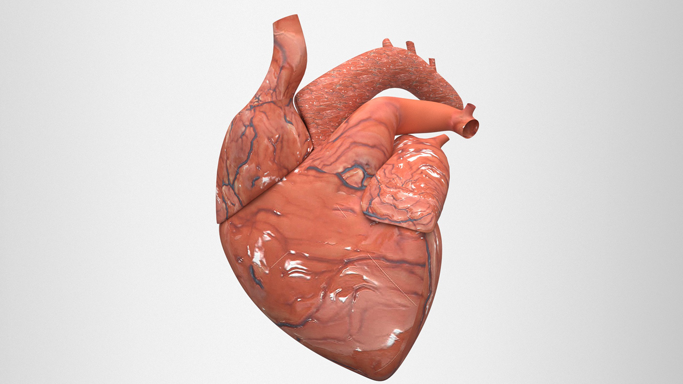 3D model anatomic anatomy aorta atrium Character heart attack human heart internal organs stroke