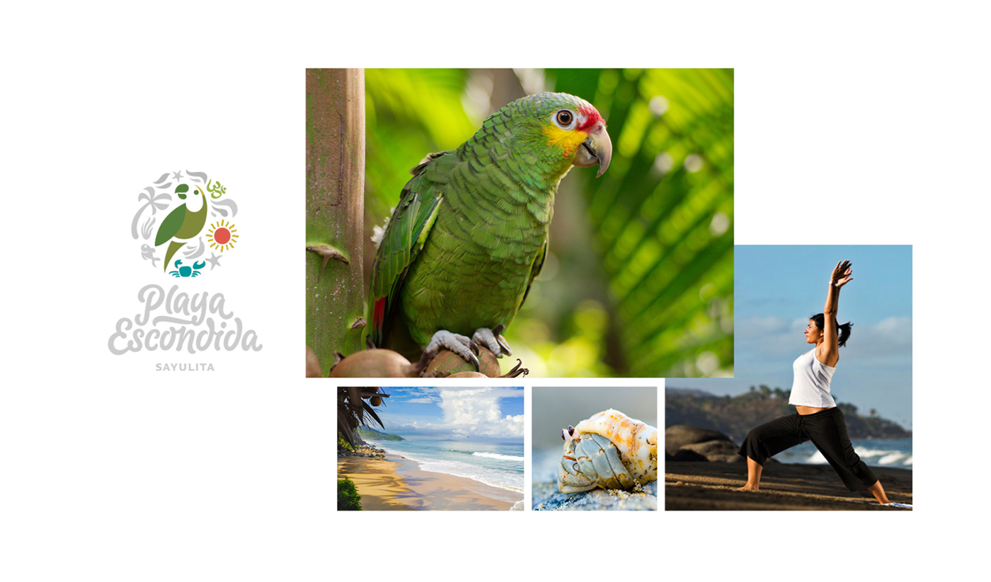 branding  mexico hotel turism colorful Webdesign beach parrot sayulita ILLUSTRATION 