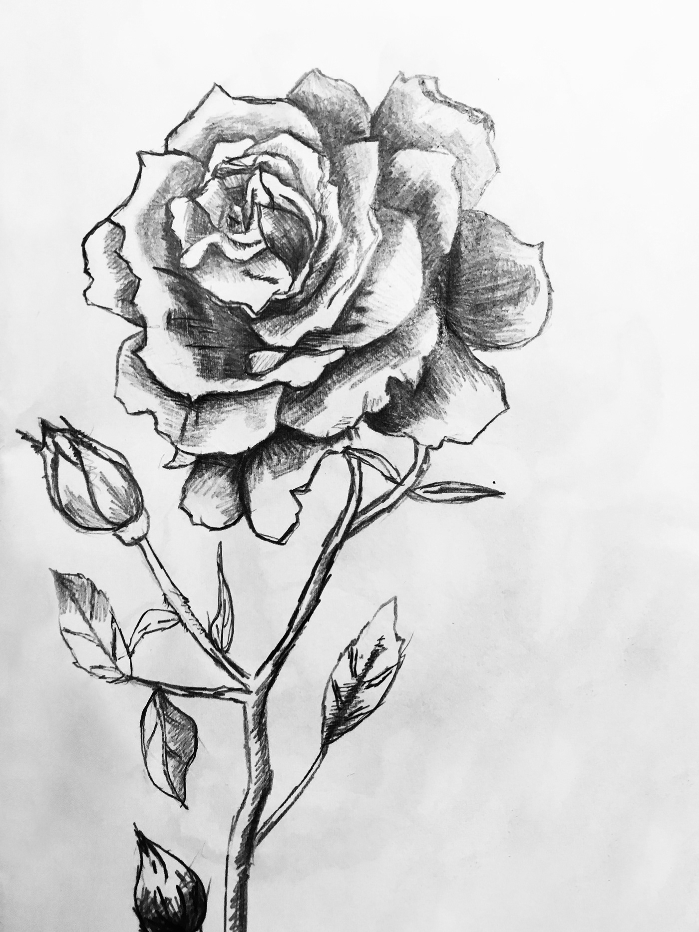豐富的19張玫瑰花水彩素描欣賞